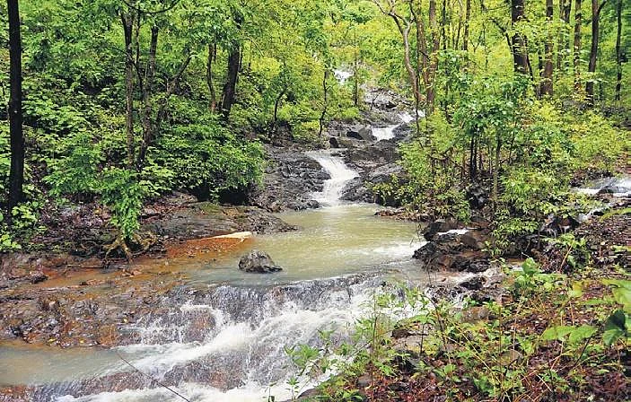 【中古】 Modern Forests: Statemaking and Environmental Change in Colonial Eastern India/STANFORD UNIV PR/K. Sivaramakrishnan PDF) Modern Forests: Statemaking and Environmental Change in