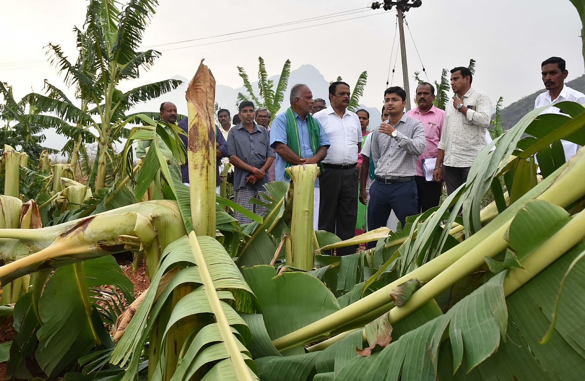 Gale damage banana plantations in Coimbatore, salem