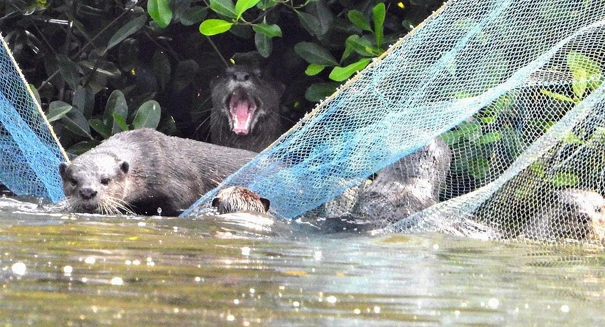 Otter attack victims’ meet on October 2