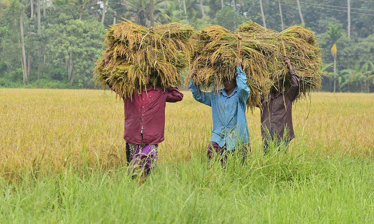 Kuttanad’s paddy fields are undergoing a generational shift