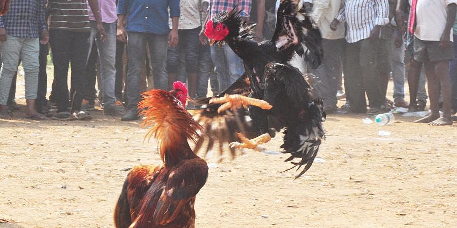 Cockfighting to take centre stage in AP border villages