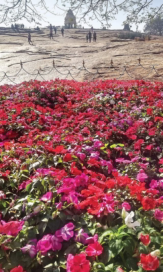 Busy Lizzies for the impatient gardener