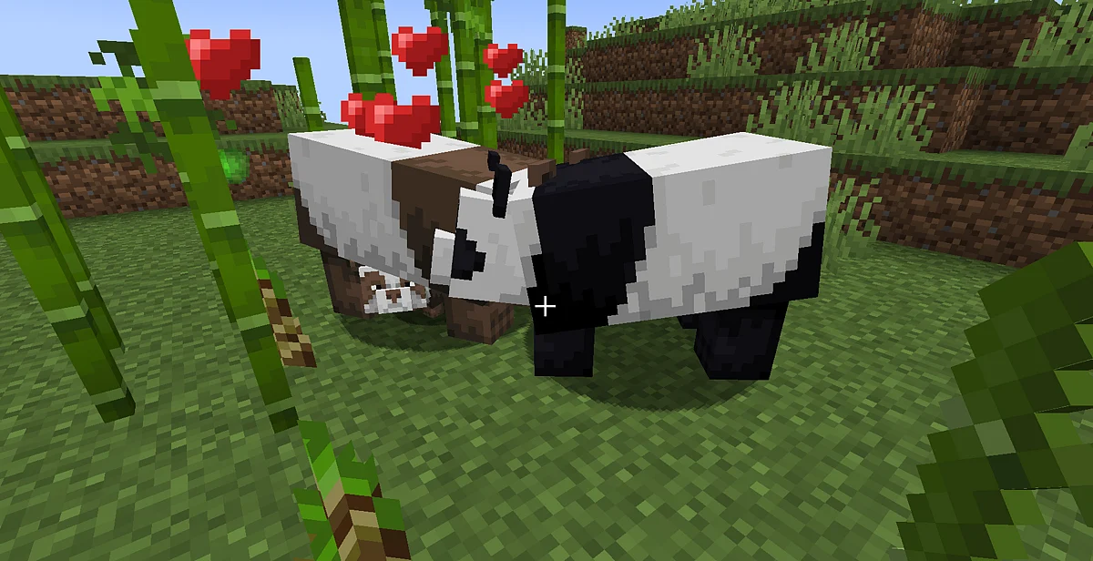 You can breed pandas in Minecraft by feeding them bamboo near bamboo.