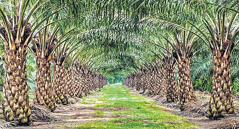 Palm Oil 