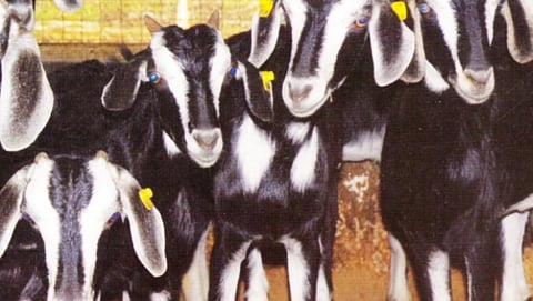 Konkan kanyal goat breeds