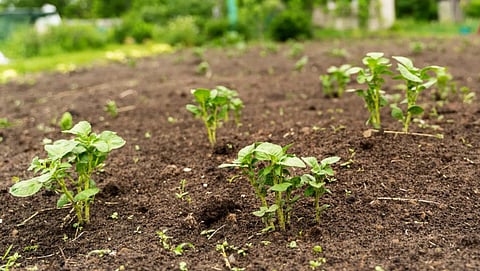Natural Farming