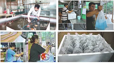 Fish Packing, Sell Process