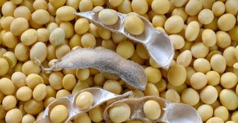 soybean market