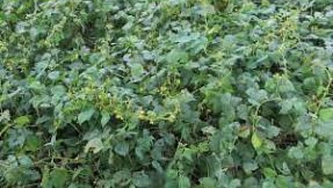 Information about ricebean fodder crops