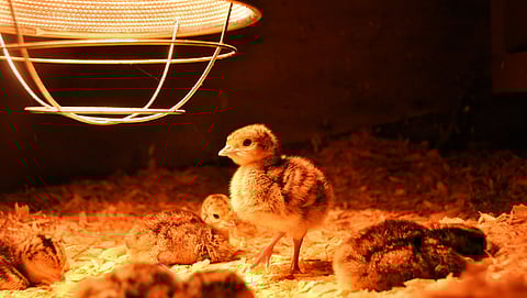 Brooding in poultry  