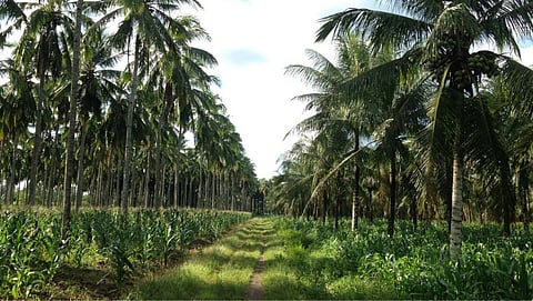 Coconut Farming