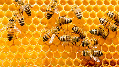 Bee