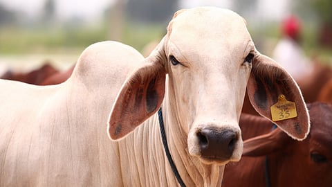 Indigenous Cow