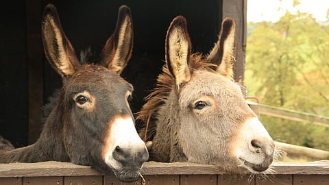 Donkey Farming