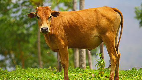 animal disease