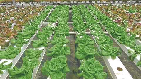 Agriculture Technology