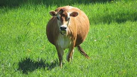 Bloat In Animals