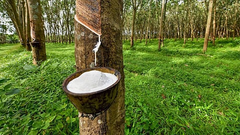 Rubber Production
