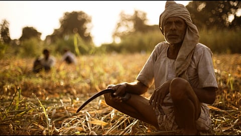 Crop Insurance 