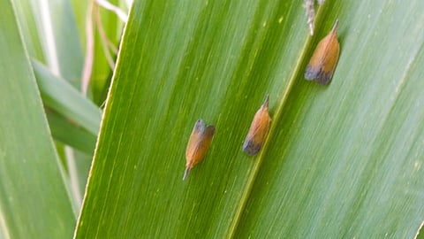 Sugarcane Pyrilla Pest