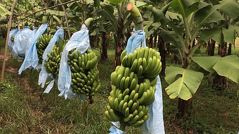 Banana