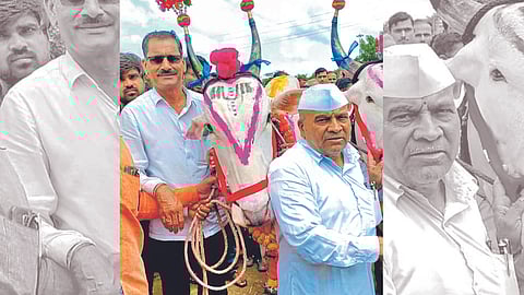 Khilar Bull