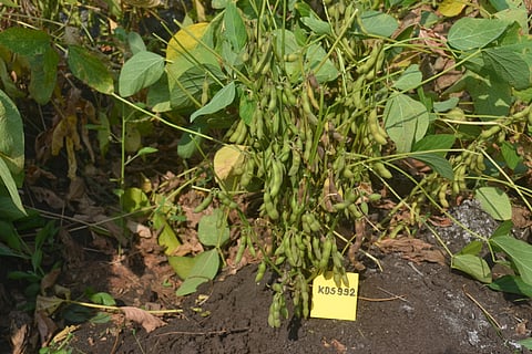 Soybean Crop
