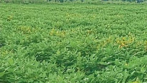 Soybean 