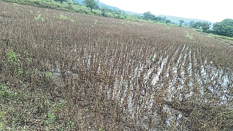 Rain Update