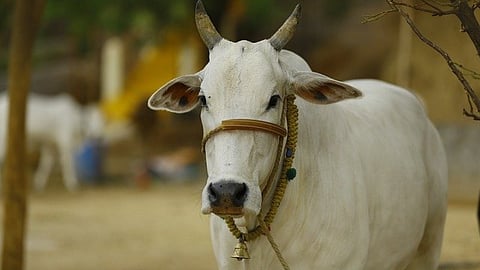 Kathani Cow