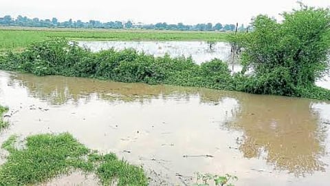 Crop Damage