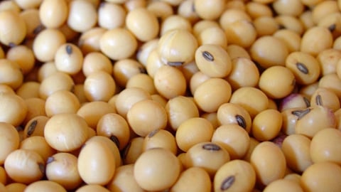 Soybean Processing