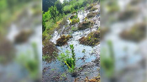 Crop Damage