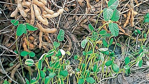 Heavy Rainfall : नुकसानीत दिवसागणिक पडते भर