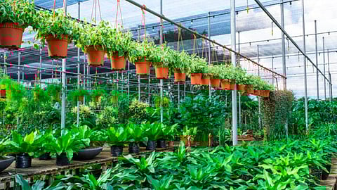 Nursery Business