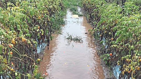 Rain Update