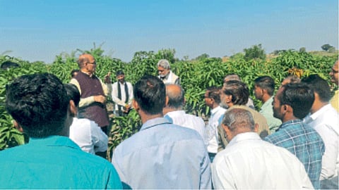 Mango Production