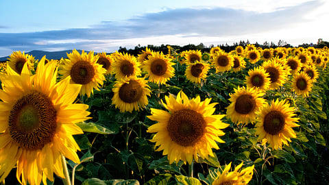Sunflower Production