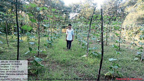 Vegetable Cultivation