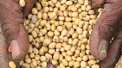Soybeans Price