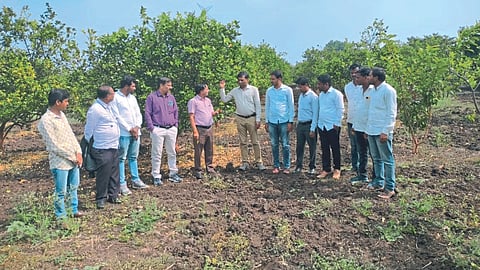 Mosambi Crop | Mosambi Plant | Sweet Lime Plant  