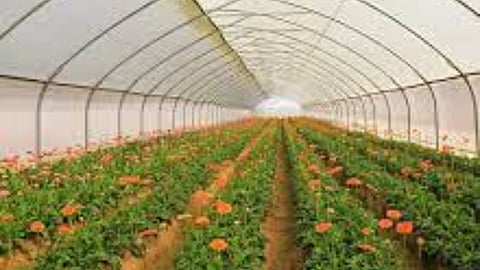 Polyhouse Farming