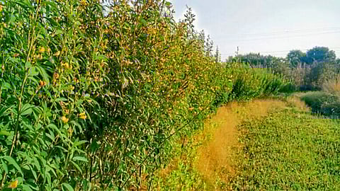 Vikramgad Tur Production News