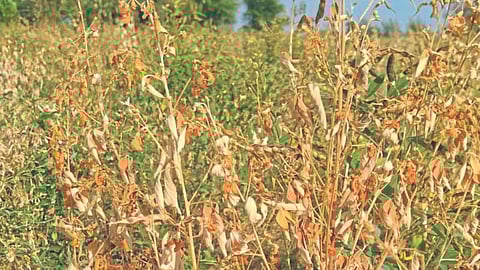 Tur Disease