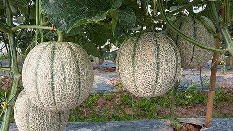 Musk Mellon Cultivation