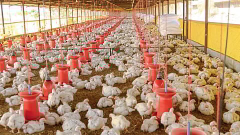 Poultry Industry 