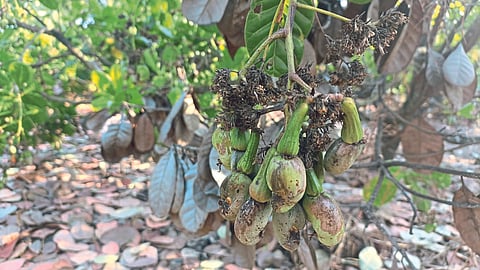 Cashew Crop