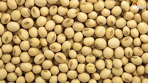 Soybean