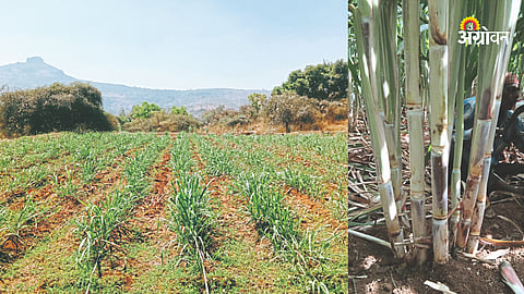 Sugarcane Production