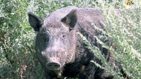 Wild Boar